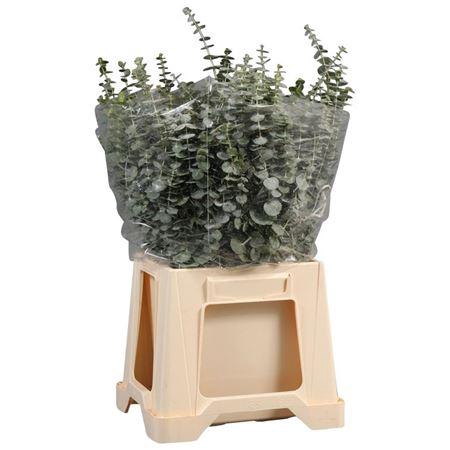 <h4>Baby Blue Per Tak</h4>