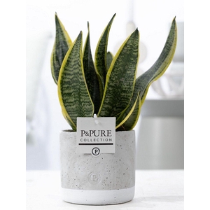 Sansevieria Trif. 