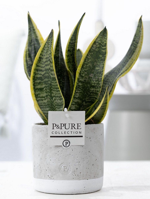 <h4>Sansevieria Trif. "Futura Superba" in P&PURE Jade cer.</h4>
