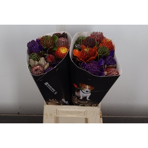 Banksia Wx Mix Rainbow