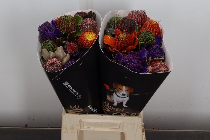 <h4>Banksia Speciosa</h4>