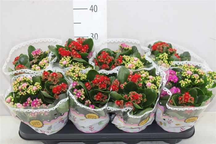 <h4>Kalanchoe Calandiva Carnaval</h4>