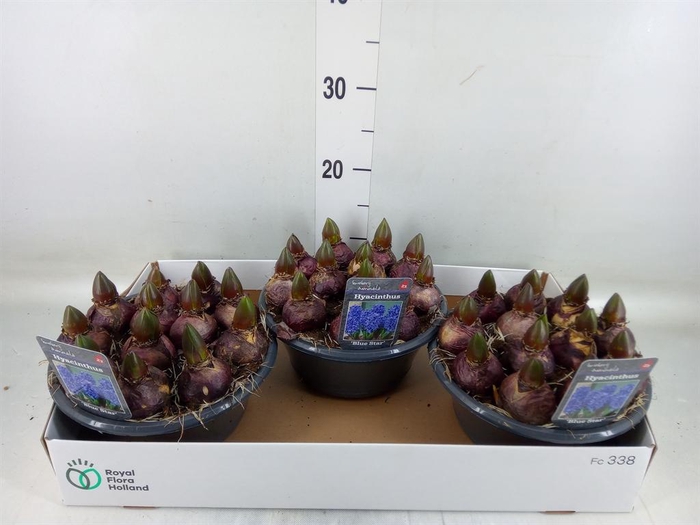 <h4>Hyacinthus orie. 'Blue Star'</h4>