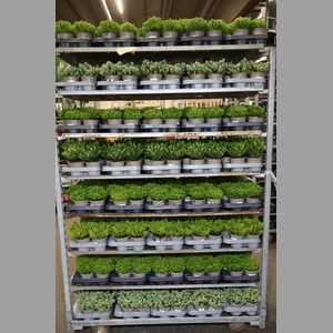 Hebe Mixk 1 Soort Per Tray