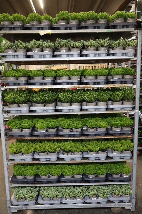 <h4>Hebe Mixk 1 Soort Per Tray</h4>