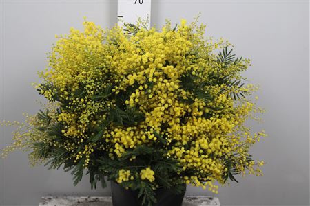 <h4>Acacia Mirandol Per Bunch 1kg Xxl</h4>