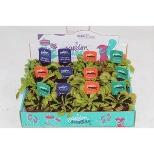 CARNIVORA DIONAEA P09
