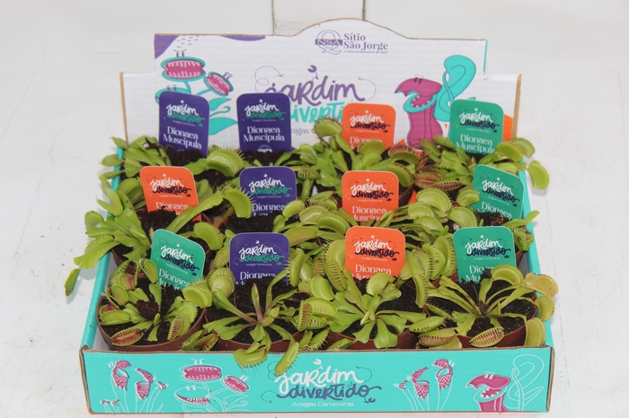 <h4>CARNIVORA DIONAEA P09</h4>