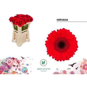 GE MI NIRVANA Emmer x80