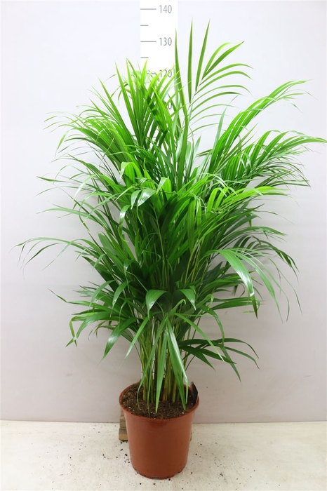 <h4>Chrysalidocarpus Areca</h4>