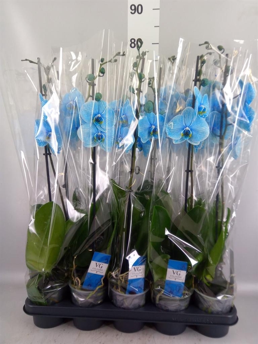 <h4>Phalaenopsis   ...</h4>