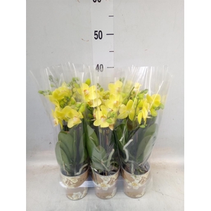 Phalaenopsis multi.   ...yellow