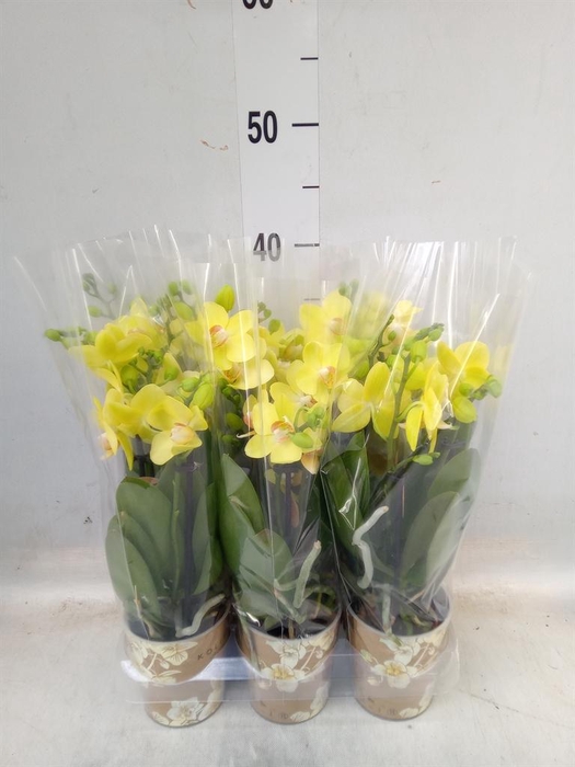 <h4>Phalaenopsis multi.   ...yellow</h4>