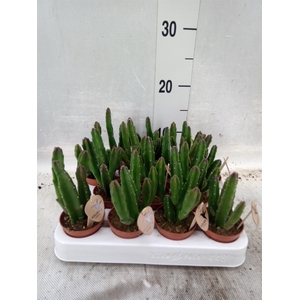 Stapelia leendertziae