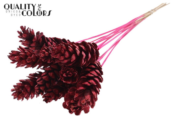 Strobus 10-15cm on stem Cerise
