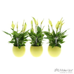 Spathiphyllum 13 cm Bellini Make Upz - Bolpot Geel