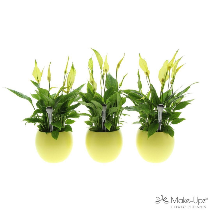 <h4>Spathiphyllum 13 cm Bellini Make Upz - Bolpot Geel</h4>