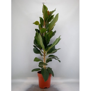 Ficus benghalensis 'Joy'