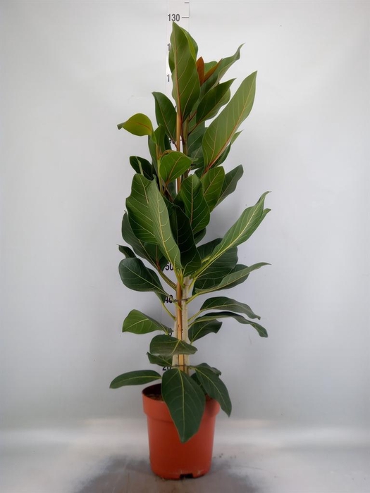 <h4>Ficus benghalensis 'Joy'</h4>