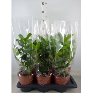 Clusia rosea 'Princess'