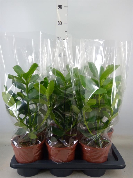 <h4>Clusia rosea 'Princess'</h4>