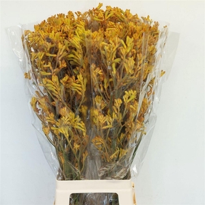 ANIGOZANTHOS  'GOLDEN PEACH'