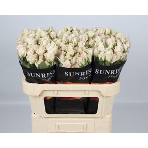 R TR ROYAL PORCELINA