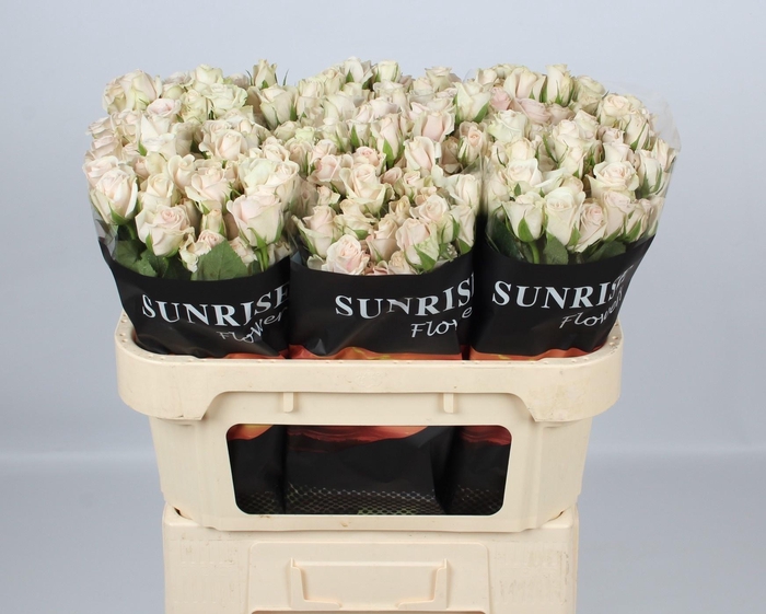 <h4>R TR ROYAL PORCELINA</h4>