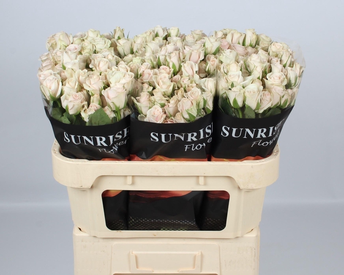 <h4>R TR ROYAL PORCELINA</h4>