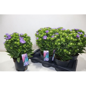 arr8 Stok Laevis