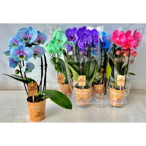 PHAL OV