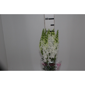 BOCA DE LEAO MONACO WHITE 080 CM