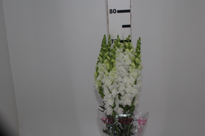 <h4>BOCA DE LEAO MONACO WHITE 080 CM</h4>