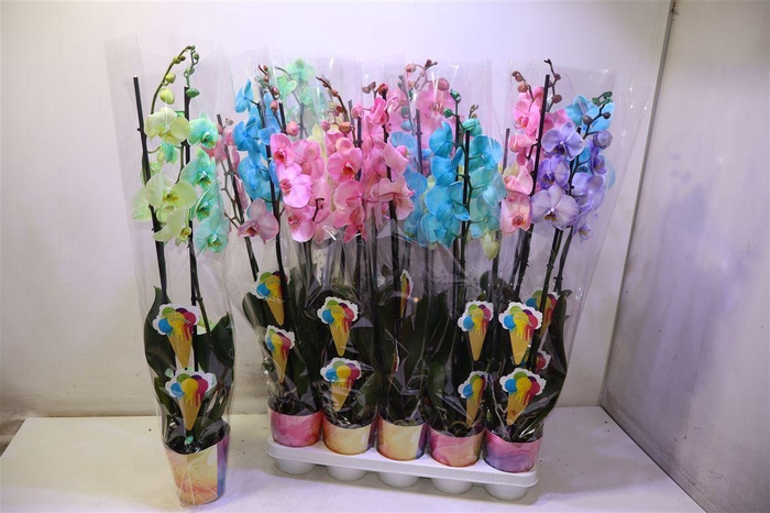 <h4>Phal Gem In Pot Summer Mix</h4>