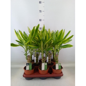 Dracaena frag.   ...mix 3