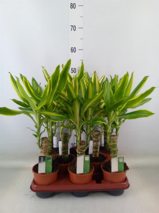 <h4>Dracaena frag.   ...mix 3</h4>