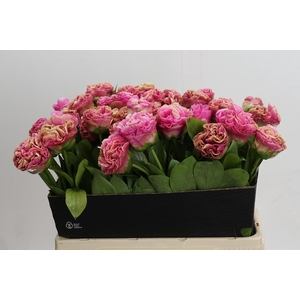Paeonia Carnation Bouquet