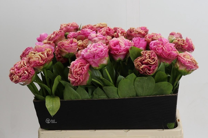 <h4>Paeonia Carnation Bouquet</h4>