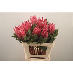 Protea Cy Madiba