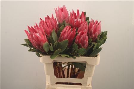 <h4>Protea Cy Madiba</h4>