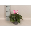 Cyclamen Super serie XL Fushion Neon Pink