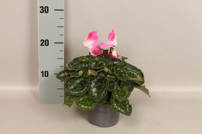 Cyclamen Super serie XL Fushion Neon Pink