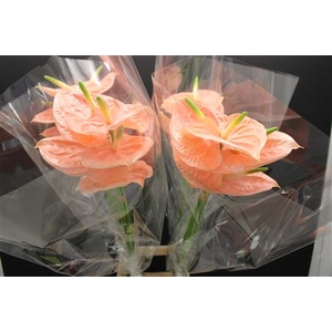 Anthurium Cheers