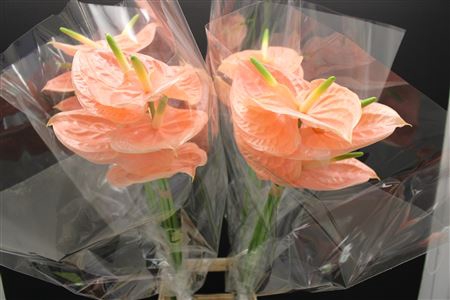 <h4>Anthurium Cheers</h4>