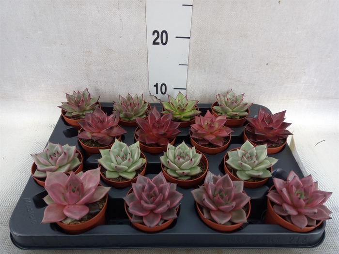 <h4>Echeveria   ...mix</h4>