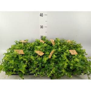 Peperomia rotundifolia