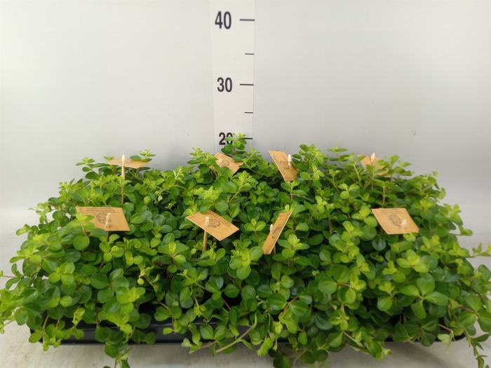 <h4>Peperomia rotundifolia</h4>