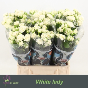 R tr White Lady
