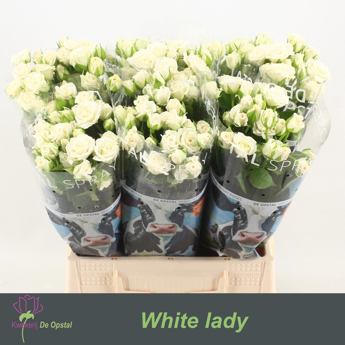 <h4>R Tr White Lady</h4>