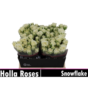 ROSA TR 'SNOWFLAKE'